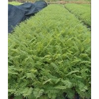 藍花楹苗，藍花楹樹苗，藍花楹種苗