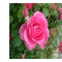 大江供應豐花月季，紅帽月季，黃帽月季，大花月季等