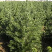 白皮松的規格，白皮松的價格，白皮松的種植，山西白皮松