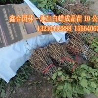 山東萬(wàn)畝速生白蠟苗600萬(wàn)棵待售，質(zhì)優(yōu)價(jià)廉