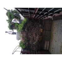 低價批發桂花苗，60到100CM高，四毛，100到150CM高，五毛