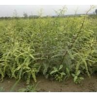 供應山西大量皂角苗、優惠價格供應