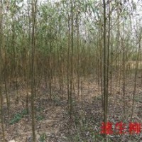 大量供應速生柳苗子
