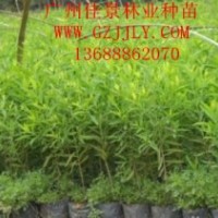 檀香種苗檀香營(yíng)養(yǎng)苗檀香種子，首選廣州佳景林業(yè)種苗苗圃