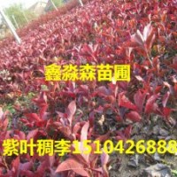 加拿大紅櫻，紫葉稠李