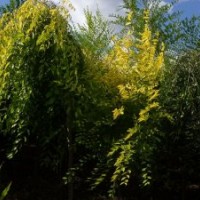 供應各種綠化苗木金葉榆,垂柳,金絲垂柳