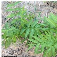 櫸樹(shù)一年生小苗