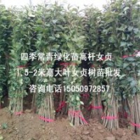 1.6米高大葉女貞苗大量批發(fā)貨源充足基地直銷高桿女貞樹(shù)苗