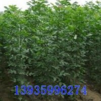供應大紅袍花椒苗 紅葉小檗 金葉女貞 白蠟 柳樹 西府海棠