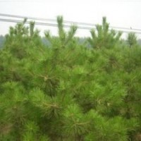 營養袋、營養杯、定植、側柏苗、油松苗