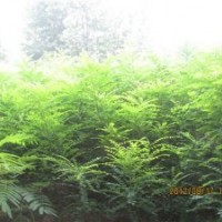 出售白蠟半成品、合歡小苗、國槐小苗