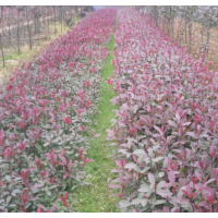 大量優價供應喬灌木 色塊綠化小苗 杜鵑 紅花繼木 四季桂 香樟