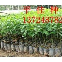 大量供應優質白銀木小苗 低價出售 不容錯過 價格平 綠化種苗