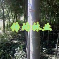 竹柳價格 美國竹柳 竹柳3號
