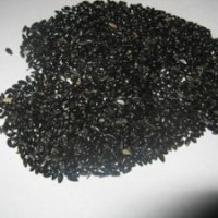 常年大量供應黃花梨種子貨到付款品質保證