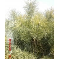 大嶺苗圃低價出售樟子松容器苗20-60公分無燒塘爛根現象
