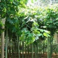 白蠟樹苗，白蠟價格，白蠟廠家