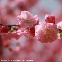 櫻花6公分、16公分 銀杏12公分、銀杏25公分架接、20公分、