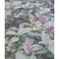 供應八月桂、茶油等苗
