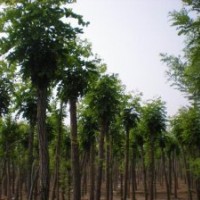出售大量8-10公分香花槐，價格面議