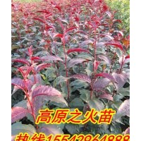 光輝海棠苗，北美海棠苗，紅肉海棠苗