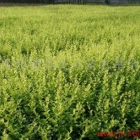 大量供應綠化苗木紅葉小檗、金葉女貞、瓜子黃楊、龍柏、冬青、扶