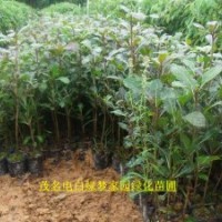 供應綠化樹苗細葉欖仁，小葉欖仁，雨傘樹小苗