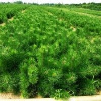 供應莒南黑松、油松、側柏