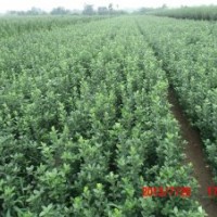 山東煙臺冬青幼苗