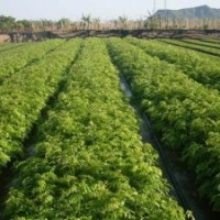 黃花梨苗供應、海南黃花梨苗價格、專業優質黃花梨樹苗