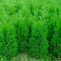 供白皮松，華山松，油松，國槐樹，石榴樹，楊樹，杜仲樹，梨樹