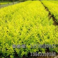 垂柳海源苗木專業供應物美價廉