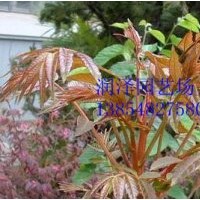 香椿種子，香椿芽苗采用香椿種子--潤(rùn)澤園藝種子銷(xiāo)售部