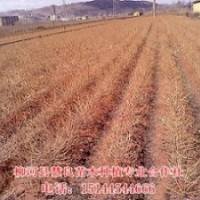供應(yīng)落葉松苗，日本落葉松苗，長白落葉松樹苗，2年日本落葉松