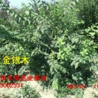 宏發苗木規格齊全