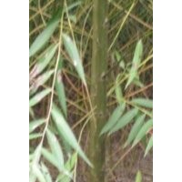 美國竹柳青峰苗木培育基地