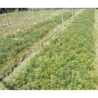 供應紅豆杉、桂花、香樟、杜英等小苗