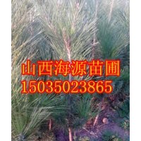 營養杯油松苗 山西絳縣油松苗 山西油松苗 油松子 油松小苗