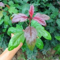 供應珠穆朗瑪海棠品種純正