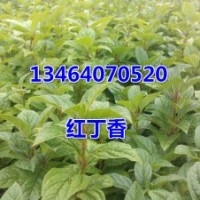 紅丁香，紫丁香，四季刺玫，榆葉梅，紅王子錦帶