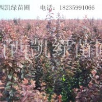 紅葉碧桃小苗，紫葉李小苗，矮櫻