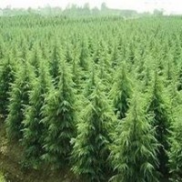 長期供應(yīng)白蠟