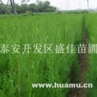 1米側柏小苗，2年生側柏苗價格
