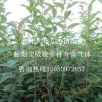 1.5米高大葉女貞苗批發江蘇紫薇園藝基地直銷看貨起苗