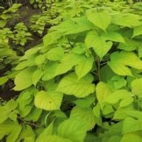 供應榆樹苗木基地