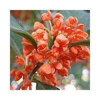 供應桂花苗、丹桂、大葉朱砂桂苗、紅花狀元紅苗