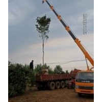 綠化苗木長期供應白蠟,垂柳,速生國槐