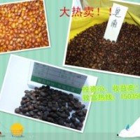 天然原料皂角種子。皂角苗！