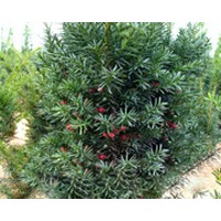 供應伊思滕紅豆杉東方一號
