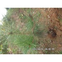 現有大量1-3年油松、側柏裸根苗和容器袋苗及土球大苗出售
